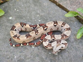 Boa imperator - VPI T+ Albino het Blood, Normal DH VPI Blood - 12