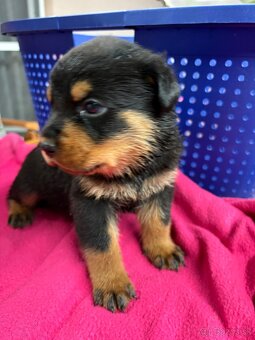 Predám rotvajlerov - 12