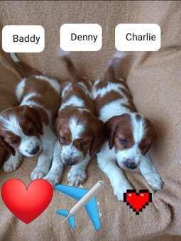 Welsh springerspaniel - 12
