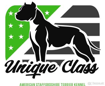 Americky Stafordsirsky Terier s PP - 12