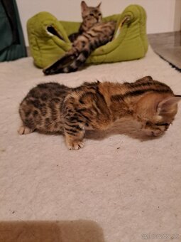 Bengalske maciatka s PP - 12