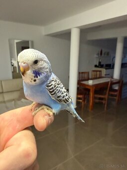 Andulka Maznačik krotká - 12