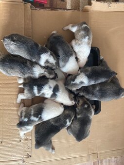 Západosibírska Lajka - 12