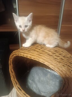 Mainska Myvalia - 12