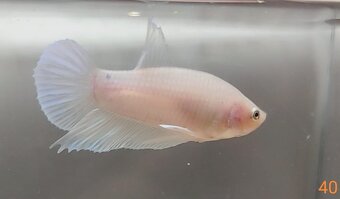 Bojovnica, betta, samec - 12