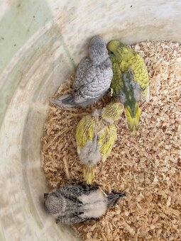 Mladé andulky rôznych farieb - 12