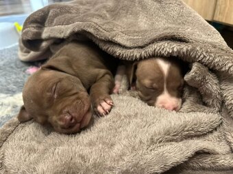 Americky pitbull terier - 12