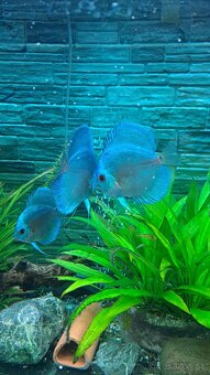 Discus - 12