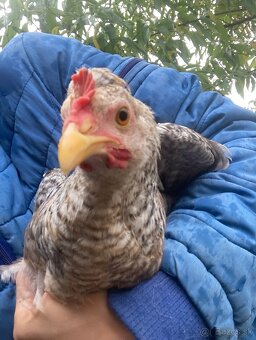 Predam mlade kohutiky cream legbar a svedska kvetina - 12