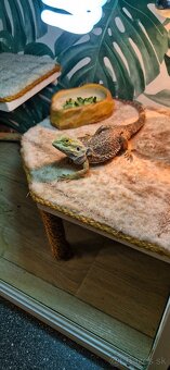Terarium s agamou - 12