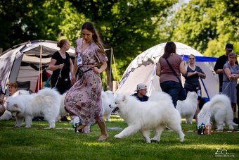 Samojed s PP - psík - 12