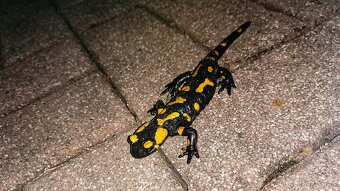 Rekreačná chata na predaj - Martin, Stráne - 12