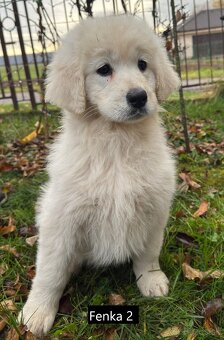 Slovenský čuvač - 12