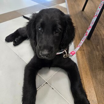 Flat coated retriever Vrh "A" - 12