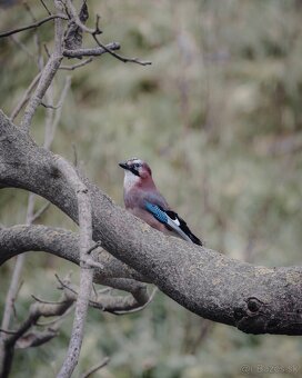 Bezzrkadlovka Canon R6 mark I - 12