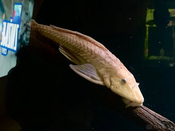 Predám akvárium komplet - 12