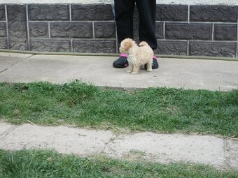 Pudel toy apricot white - 12