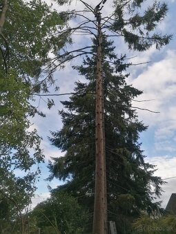 Rizikové orezávanie a výrub stromov, kosenie údržba záhrad - 12