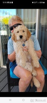 Goldendoodle po rodičoch s pp - 12