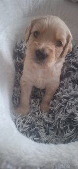 Goldendoodle po rodičoch s pp - 12