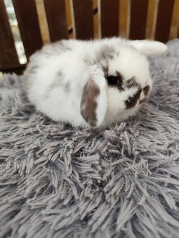 Minilop samička s VP - 12