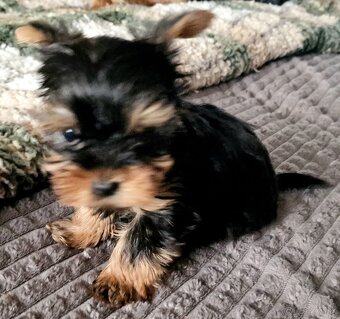 yorkshire terier - 12