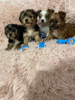 Yorkshirsky termín - 12