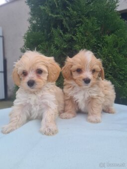 Maltipoo - 12