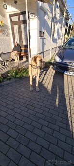 Nemecká doga krytie - 12
