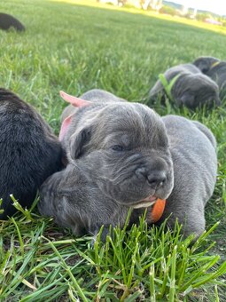 Cane Corso šteniatka - 12