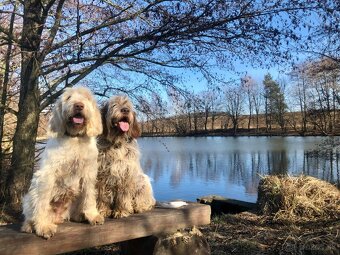 Taliansky spinone - 12