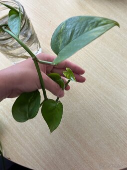 Izbové rastliny - pilea peperomioides a Epipremnum Divý Jano - 12