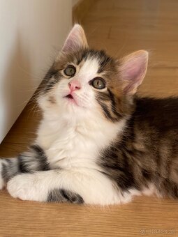 mačiatka Maine Coon/Nórska lesná + veľký domáci kocúr - 12