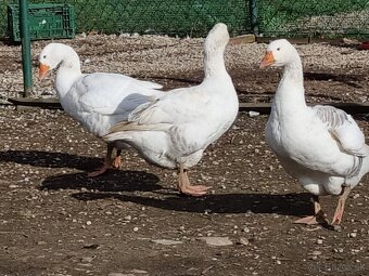 Tulúzska hus , Slovenská biela hus - 12