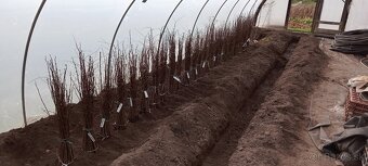 Paulownia Shan Tong  Agát sadenice - 12