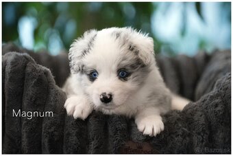 Border Collie Border Kolia s PP FCI  barva Blue Merle - 12
