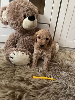 Goldendoodle F2 - 12