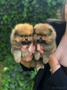 Pomeranian - 12