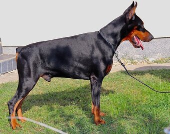 Doberman chovný pes - na krytie - 12