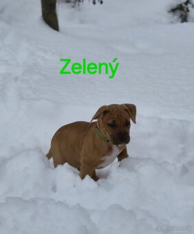 Americký stafordširský teriér - 12