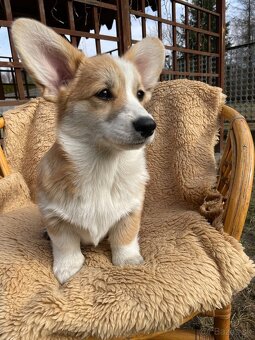 corgi - 12