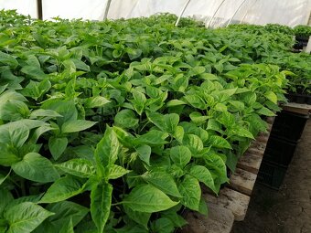 Predaj priesady sadenice planty chilli papriky - 12
