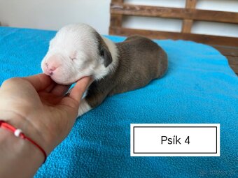 Šteniatka Americký stafordšírský teriér, staford, staffy - 12