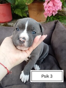 Šteniatka Americký stafordšírský teriér, staford, staffy - 12