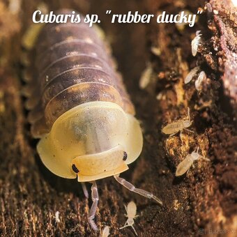 ❤️Exotické isopody - 12