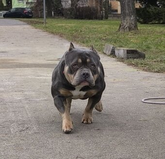 American bully - 12