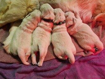 Zlatý retriever - šteniatka s preukazom pôvodu - 12
