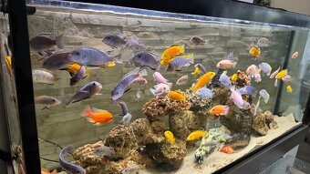 Africke cichlidy - 12