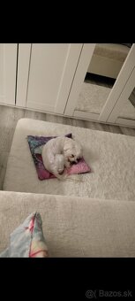 Maltezák fenka - 12