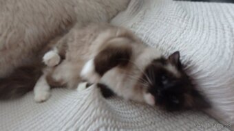 ragdoll,radgoll,mačatá predané na predal len dospelé mačky - 12